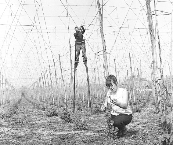 Hop picking